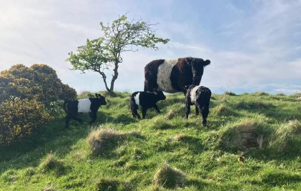 Belted galloway cows at Balmangan Farm