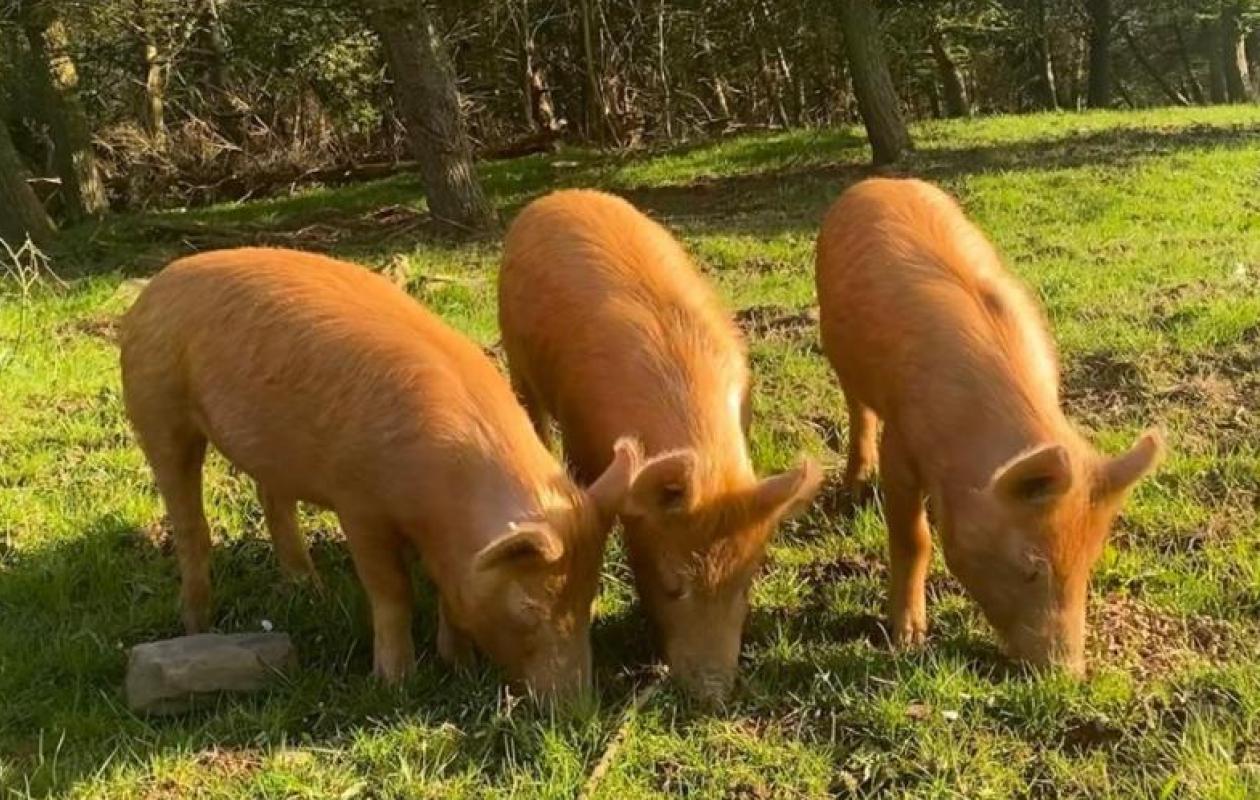 Tamworth pigs at Balmangan Farm
